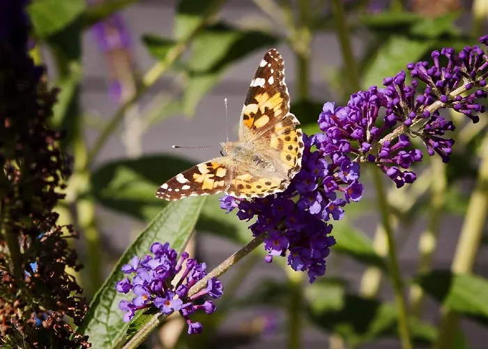 Dreamzzz Boutique 4* Kaatsheuvel